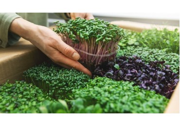  Should You Add Microgreens to Your Meals for More Nutrition?