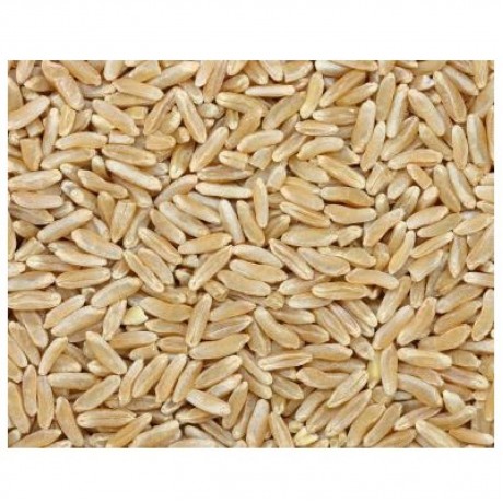 Grains Kamut Berries (1x25LB )Bulk Grains, 100% Organic Kamut Berries, 25 Lbs